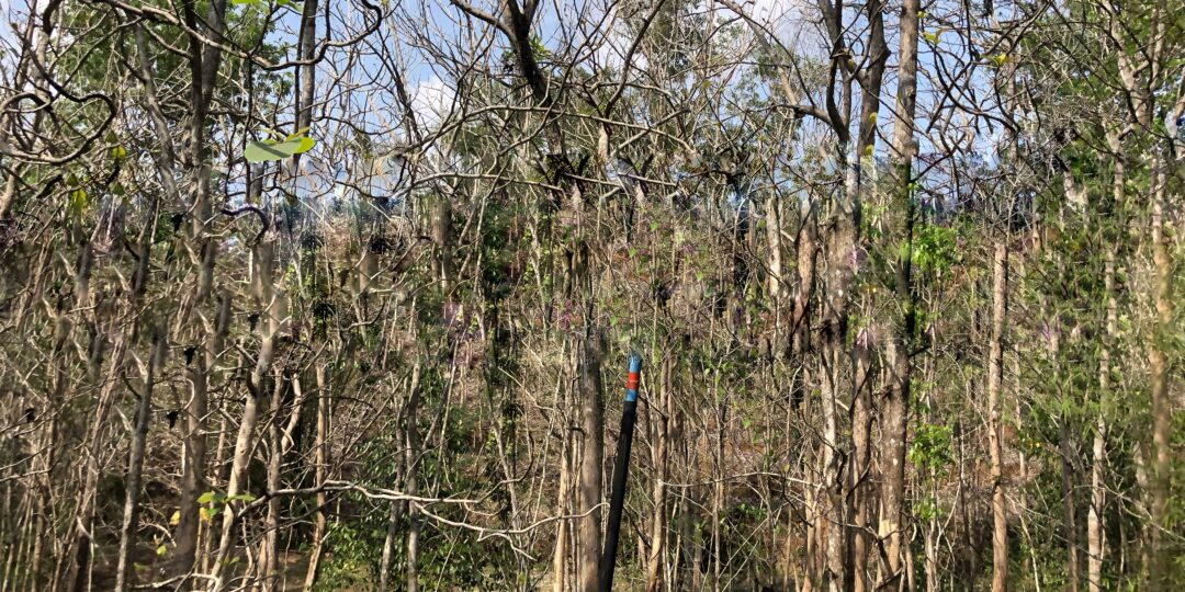 hutan jati di Gunungkidul