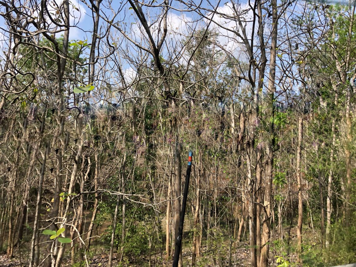 hutan jati di Gunungkidul