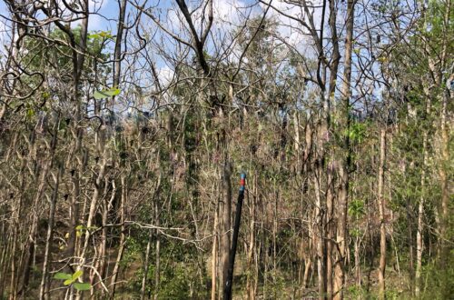 hutan jati di Gunungkidul