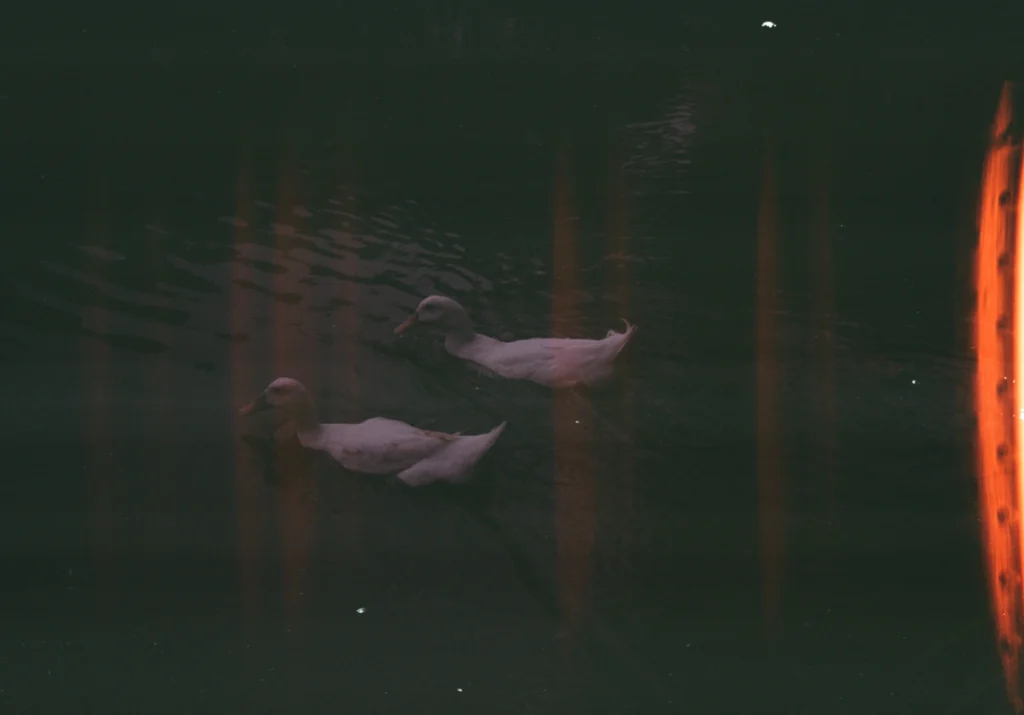 foto kamera analog bebek