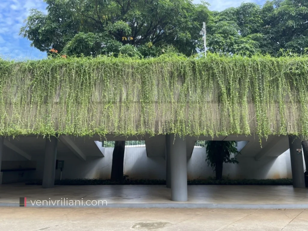 Tanaman rambat "dedalu tangis" di dinding dan void untuk pohon pada amphiteater Taman Lapangan Banteng